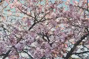 正安寺(神奈川県)(2026年03月04日(水) 16時14分51秒投稿)