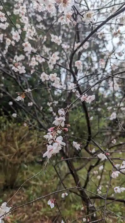 十輪寺(京都府)