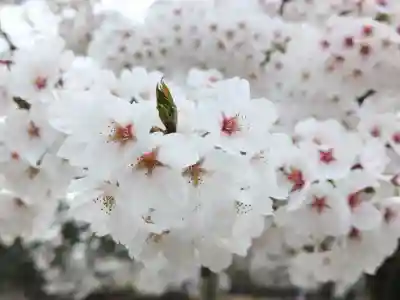 蒼柴神社の{uncategorized: "未分類", other: "その他", undefined: "問題あり", building: "その他建物", grave: "お墓", sacred_gate: "鳥居", guardian: "狛犬", statue: "像", buddha: "仏像", history: "歴史", nature: "自然", garden: "庭園", animal: "動物", pagoda: "塔", temizu: "手水舎", mountain_gate: "山門・神門", sanctuary: "本殿・本堂", subordinate: "末社・摂社", art: "芸術", scenery: "景色", jizo: "地蔵", ema: "絵馬", goshuin: "御朱印", omikuji: "おみくじ", items: "授与品その他", amulet: "お守り", goshuincho: "御朱印帳", eats: "食事", festival: "お祭り", votive_dance: "神楽", shichigosan: "七五三参", wedding: "結婚式", experience: "体験その他", initially: "初詣", around: "周辺", anti_infection: "感染症対策"}
