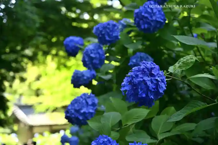 明月院(神奈川県)