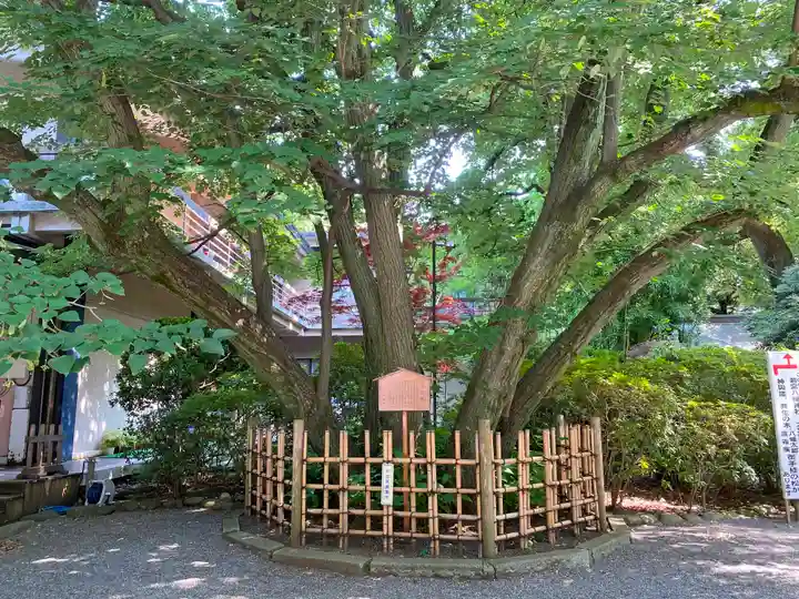大宮八幡宮の自然