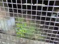 伊米神社(新潟県)