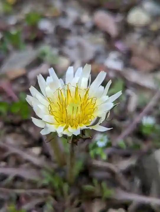梅宮大社(京都府)