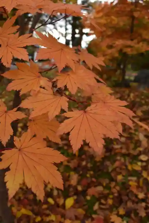 北海道護國神社の自然