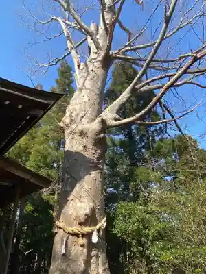 横山八幡宮の自然