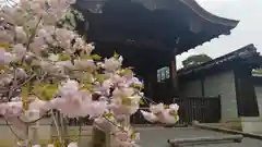 仁和寺の山門