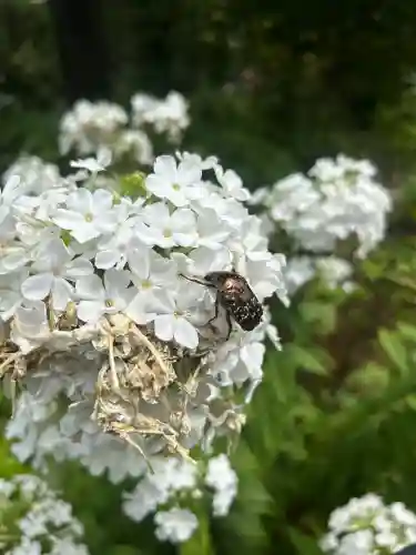白山神社(東京都)