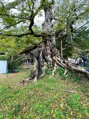 神魂伊能知奴志神社(島根県)