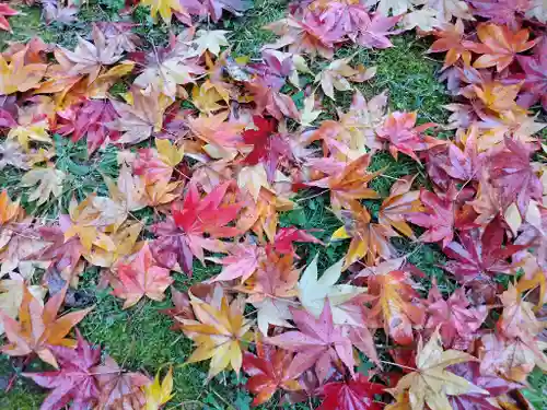 北海道護國神社の自然