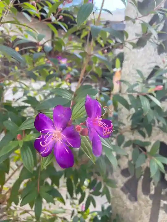 櫛田神社の自然