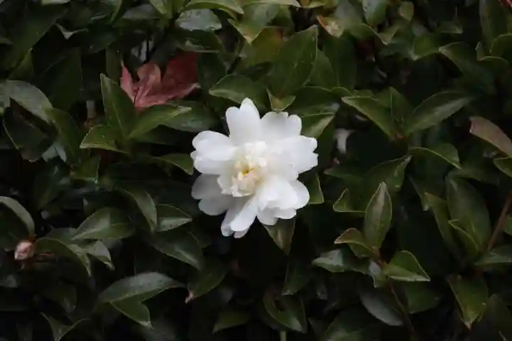 豊景神社の庭園