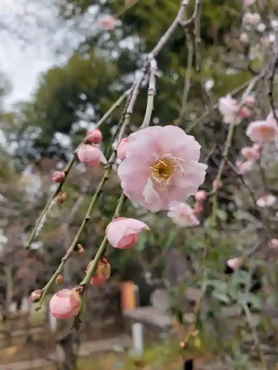 布多天神社(東京都)