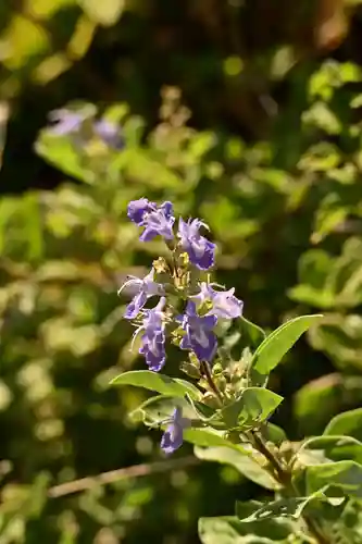 国賀神社(島根県)