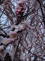 玉眞院玉川大師の庭園