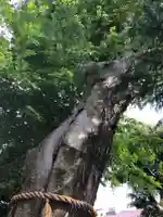 阿佐谷弁天社の自然