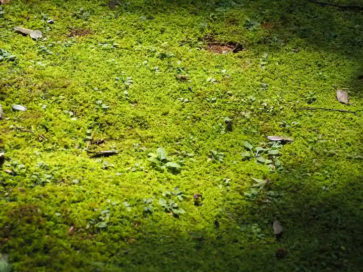 大原神社の自然
