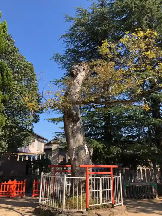 荒井神社の自然