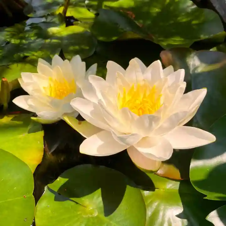 真言宗 善通寺派 薬王寺(香川県)
