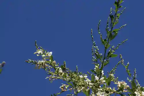 国宝 大法寺の自然