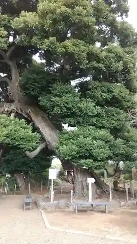 九重神社の自然