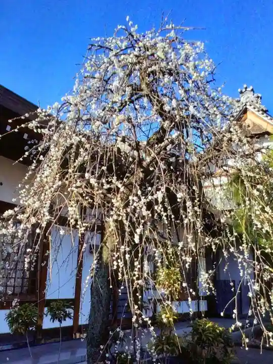 瑞円寺(東京都)