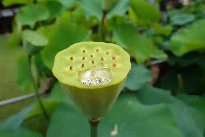 三室戸寺の自然