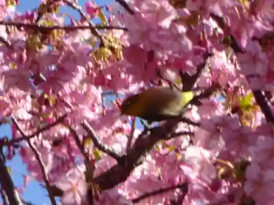 素盞嗚神社の自然