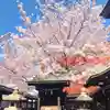 南宮宇佐八幡神社(脇浜神社)の自然