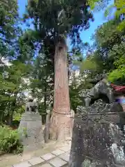 中野神社の狛犬