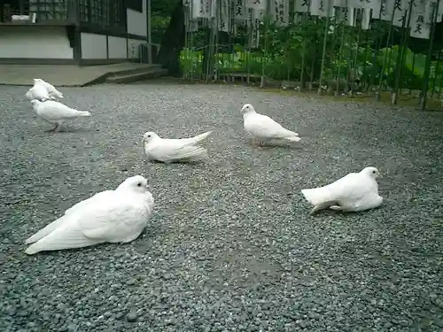 鶴岡八幡宮の動物