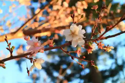 葛原岡神社の自然