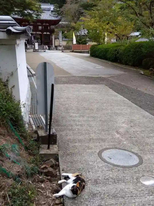 岡寺(龍蓋寺)(奈良県)