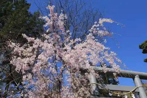 開成山大神宮の鳥居