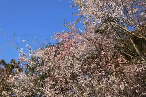 阿久津「田村神社」（郡山市阿久津町）旧社名：伊豆箱根三嶋三社の自然