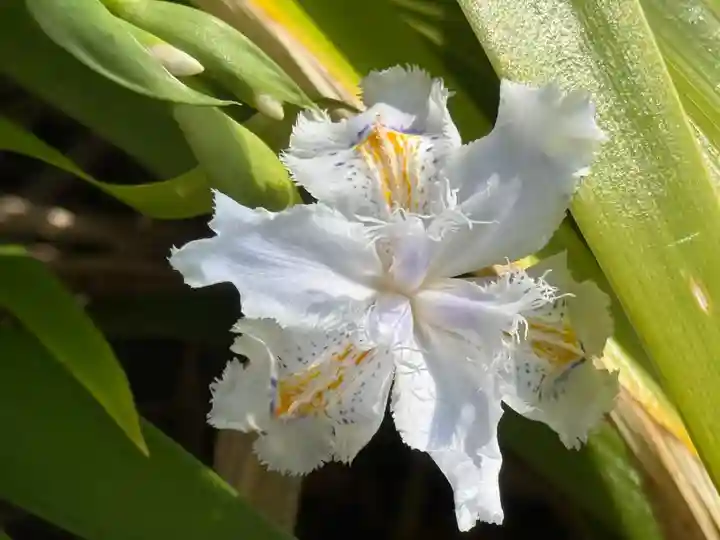 西方山極楽寺(岐阜県)