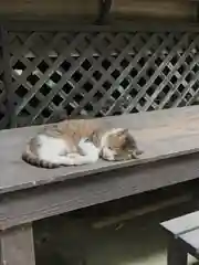 小松寺の動物