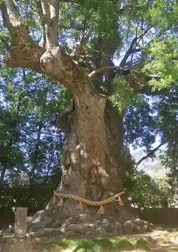 川津来宮神社(静岡県)