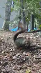 相馬神社の動物