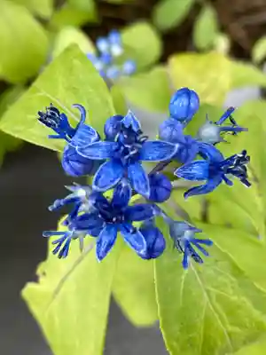 妙蓮寺(神奈川県)