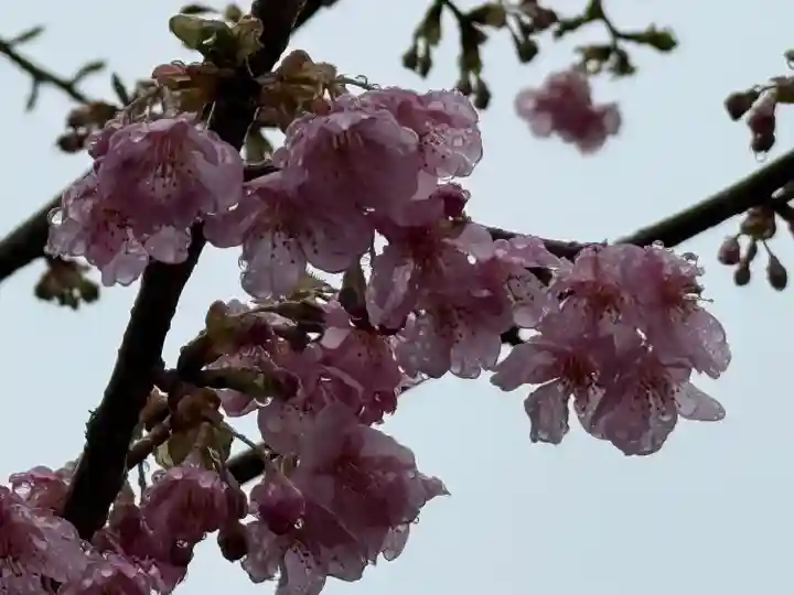 武蔵一宮氷川神社(埼玉県)