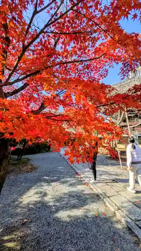 光明寺（粟生光明寺）(京都府)