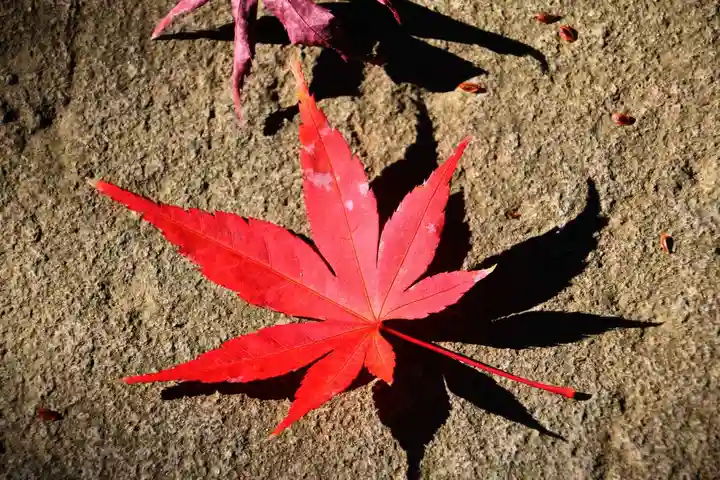 隠津島神社の自然