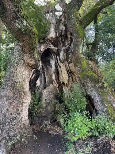 川津来宮神社の{uncategorized: "未分類", other: "その他", undefined: "問題あり", building: "その他建物", grave: "お墓", sacred_gate: "鳥居", guardian: "狛犬", statue: "像", buddha: "仏像", history: "歴史", nature: "自然", garden: "庭園", animal: "動物", pagoda: "塔", temizu: "手水舎", mountain_gate: "山門・神門", sanctuary: "本殿・本堂", subordinate: "末社・摂社", art: "芸術", scenery: "景色", jizo: "地蔵", ema: "絵馬", goshuin: "御朱印", omikuji: "おみくじ", items: "授与品その他", amulet: "お守り", goshuincho: "御朱印帳", eats: "食事", festival: "お祭り", votive_dance: "神楽", shichigosan: "七五三参", wedding: "結婚式", experience: "体験その他", initially: "初詣", around: "周辺", anti_infection: "感染症対策"}
