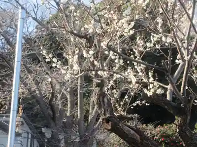 熊野神社(杉田・中原)(神奈川県)