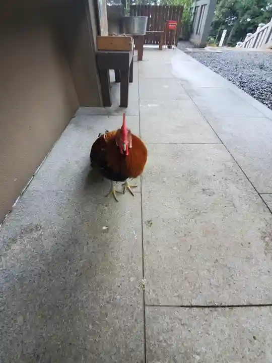 大甕神社の動物