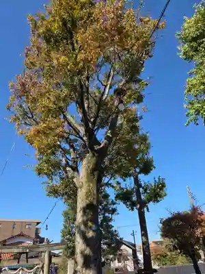 坂戸御嶽神社(神奈川県)