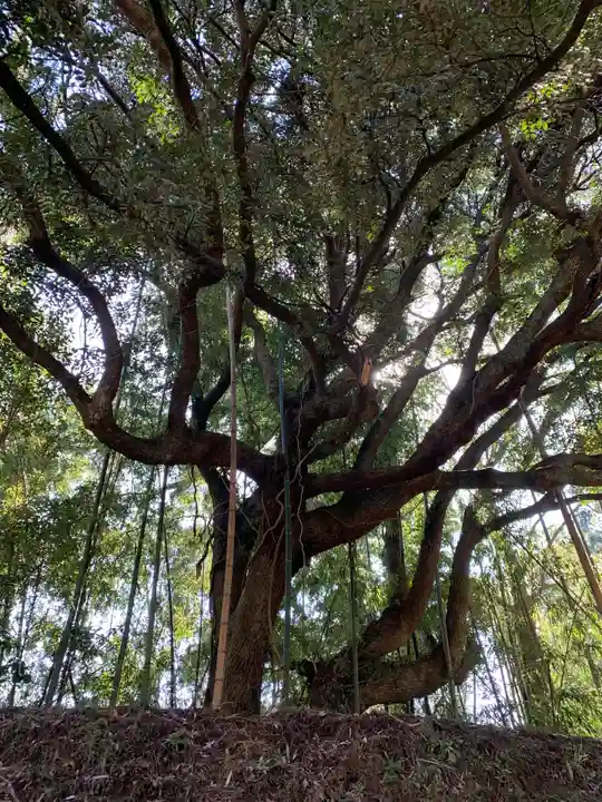 お堂(名称不明)の自然