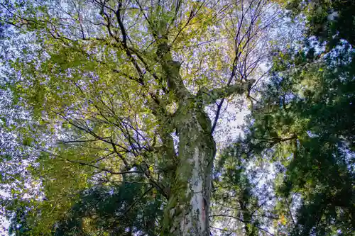 白山比咩神社の自然