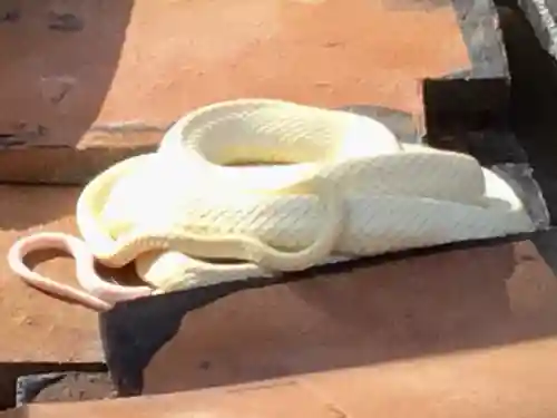 岩国白蛇神社の動物