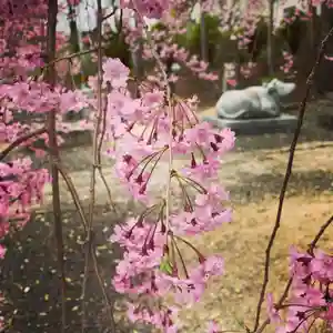 豊景神社の自然(2020年03月20日(金) 07時12分00秒投稿)